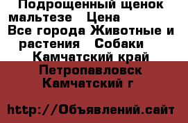 Подрощенный щенок мальтезе › Цена ­ 15 000 - Все города Животные и растения » Собаки   . Камчатский край,Петропавловск-Камчатский г.